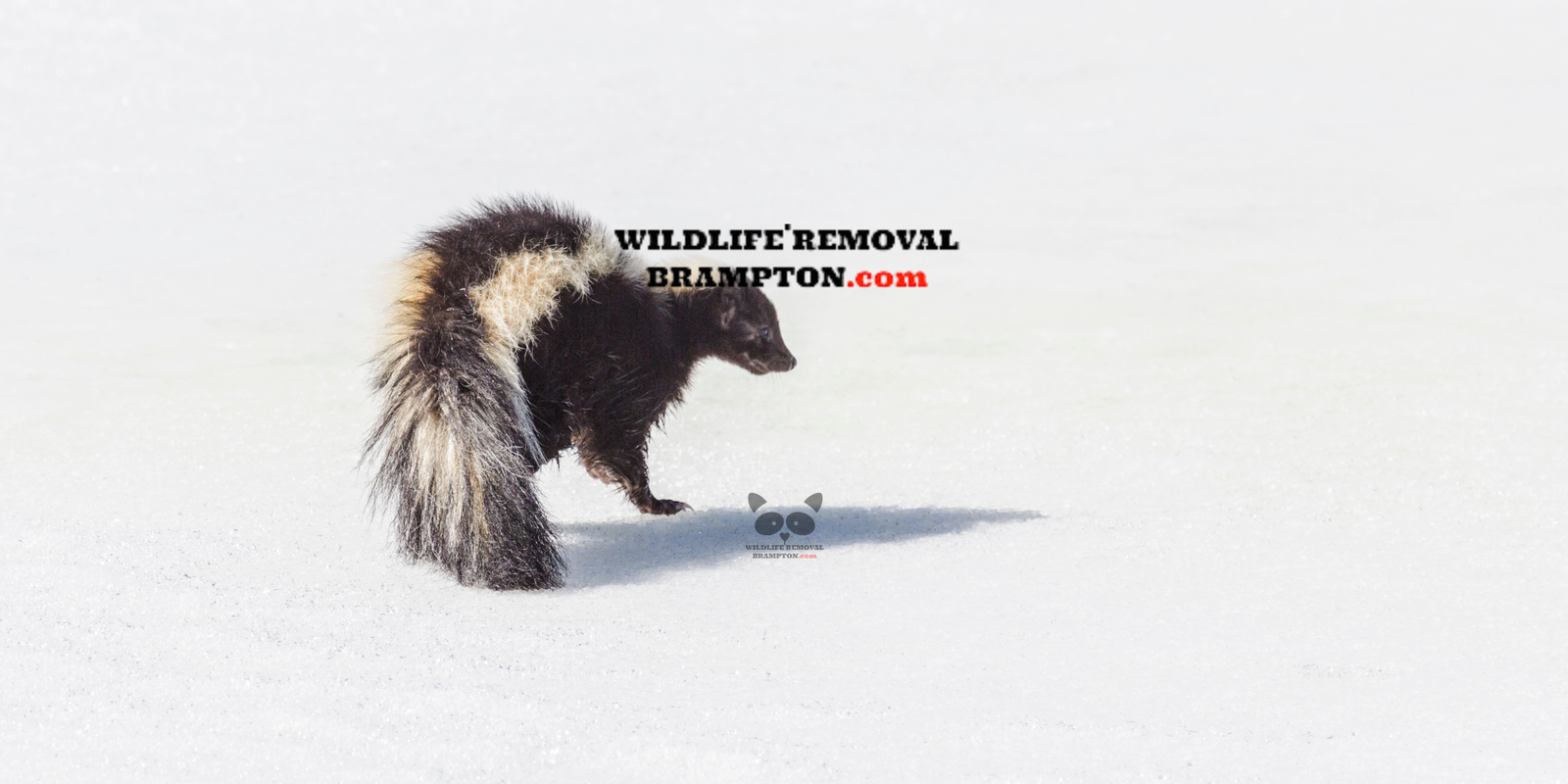 How to Handle a Skunk Problem in Brampton, Safe and Effective Removal Strategies