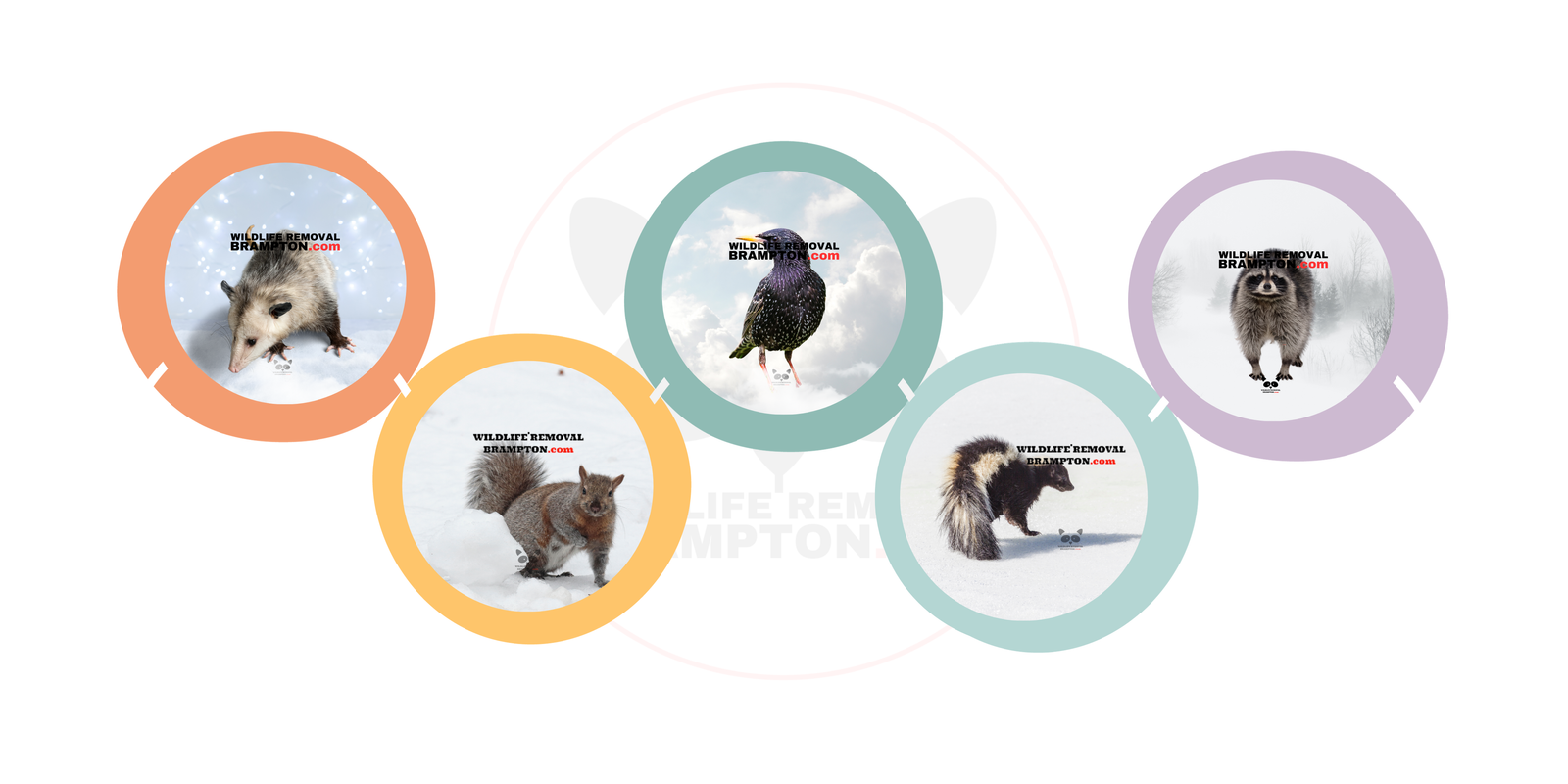 5 Common Brampton Wildlife Intruders