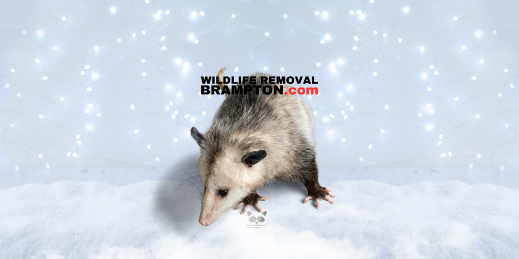 Opossum Removal Brampton