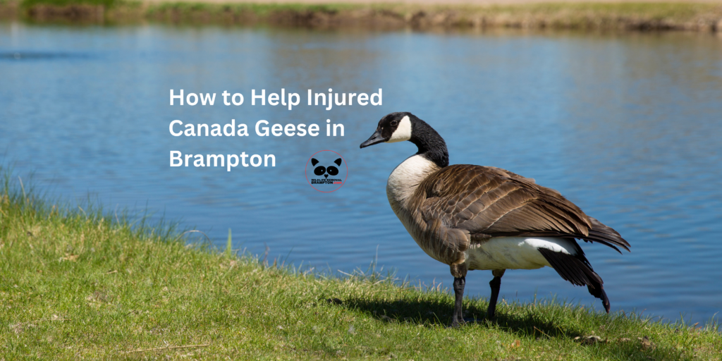 How to Help Injured Canada Geese in Brampton