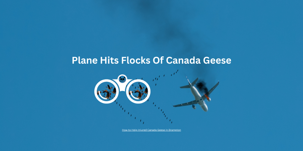 Plane Hits Flocks Of Canadian Geese