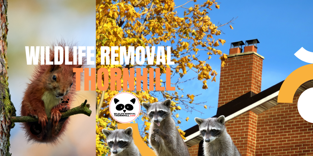 Wildlife Removal Thornhill