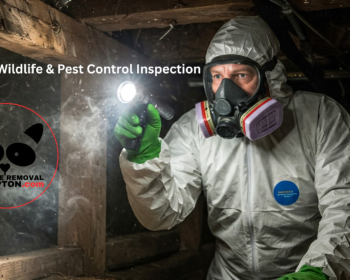 Wildlife & Pest Control Inspection, Wildlife Removal Brampton