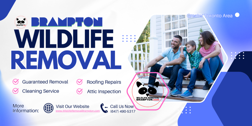 Brampton Wildlife Control Company, Wildlife Removal Brampton