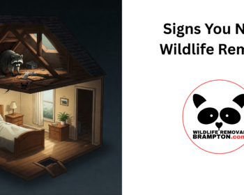 Signs You Need Wildlife Removal in Brampton