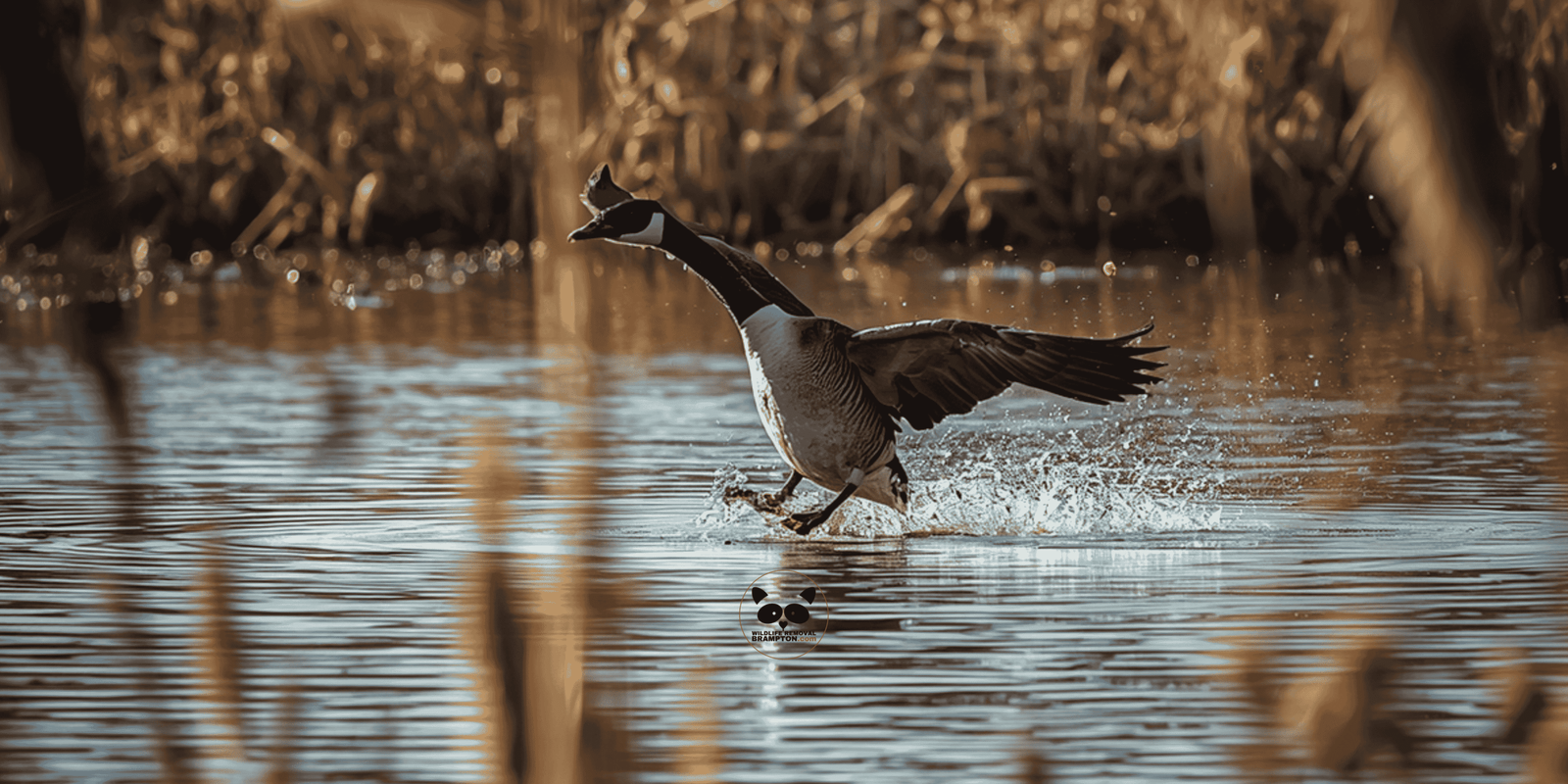 Canada Geese Control, Humane & Legal Geese Nest Removal in Brampton, Wildlife Removal Brampton