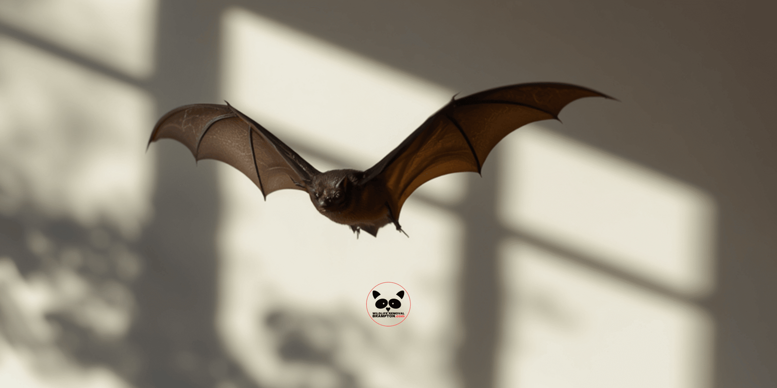 How To Safely Manage A Bat Problem in Your Home, Wildlife Removal Brampton